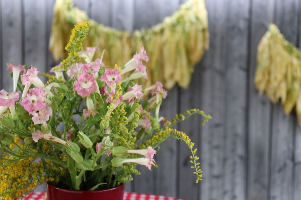 Im Vordergrund steht ein Blumenstrauß mit rosafarbenen Tabakblüten. Im Hintergrund ist eine Holzwand mit trockenen Tabakblättern auf einer Schnur. 