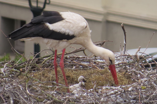 Foto:3 Störche im Nest