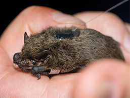 Foto: Fledermaus in einer Hand