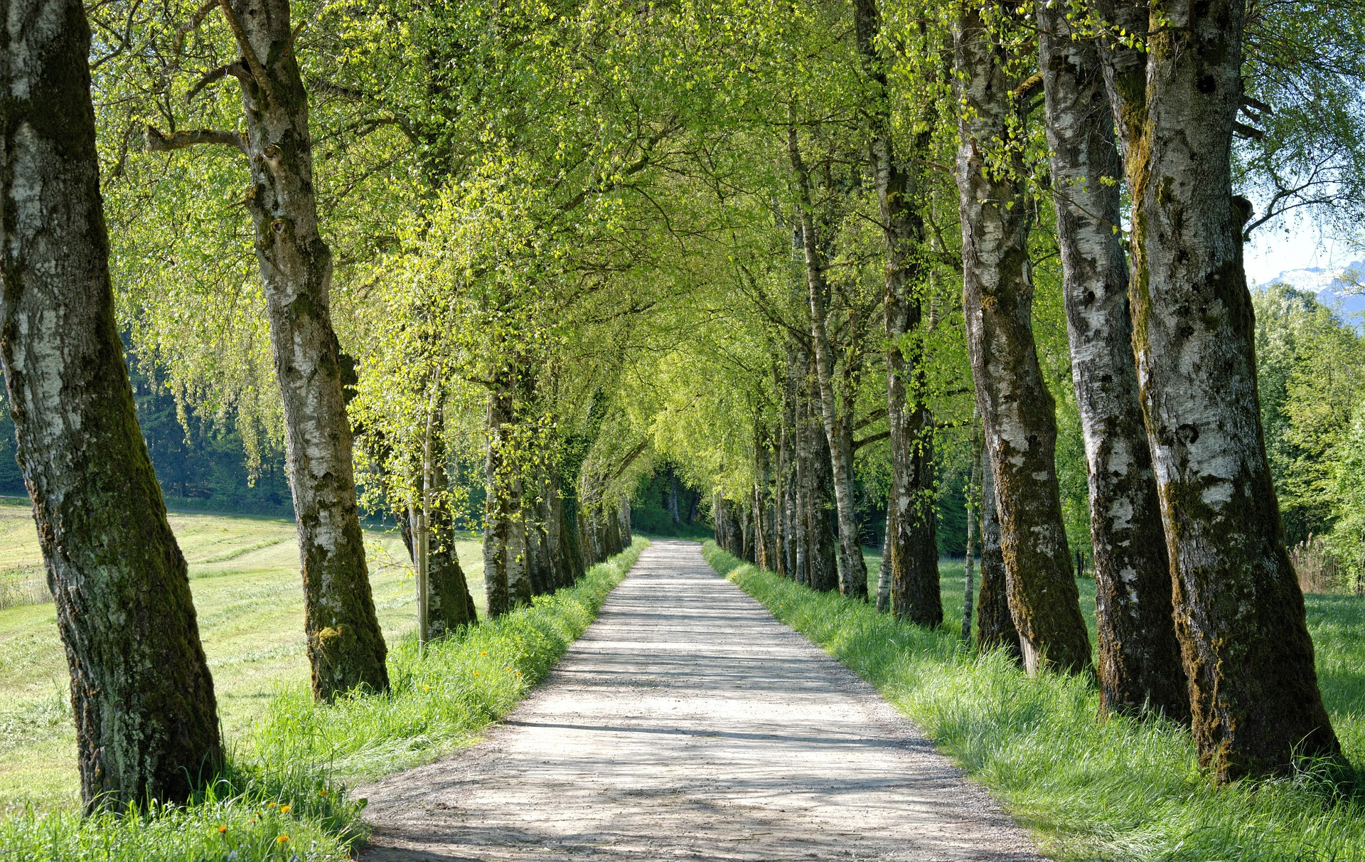 Foto: Blick in eine Baumallee