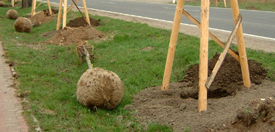 Foto: Vorbereitung einer Baumpflanzung an einer Allee
