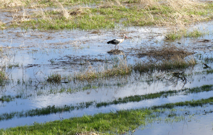 Foto: Storch auf feuchten Polderwiesen