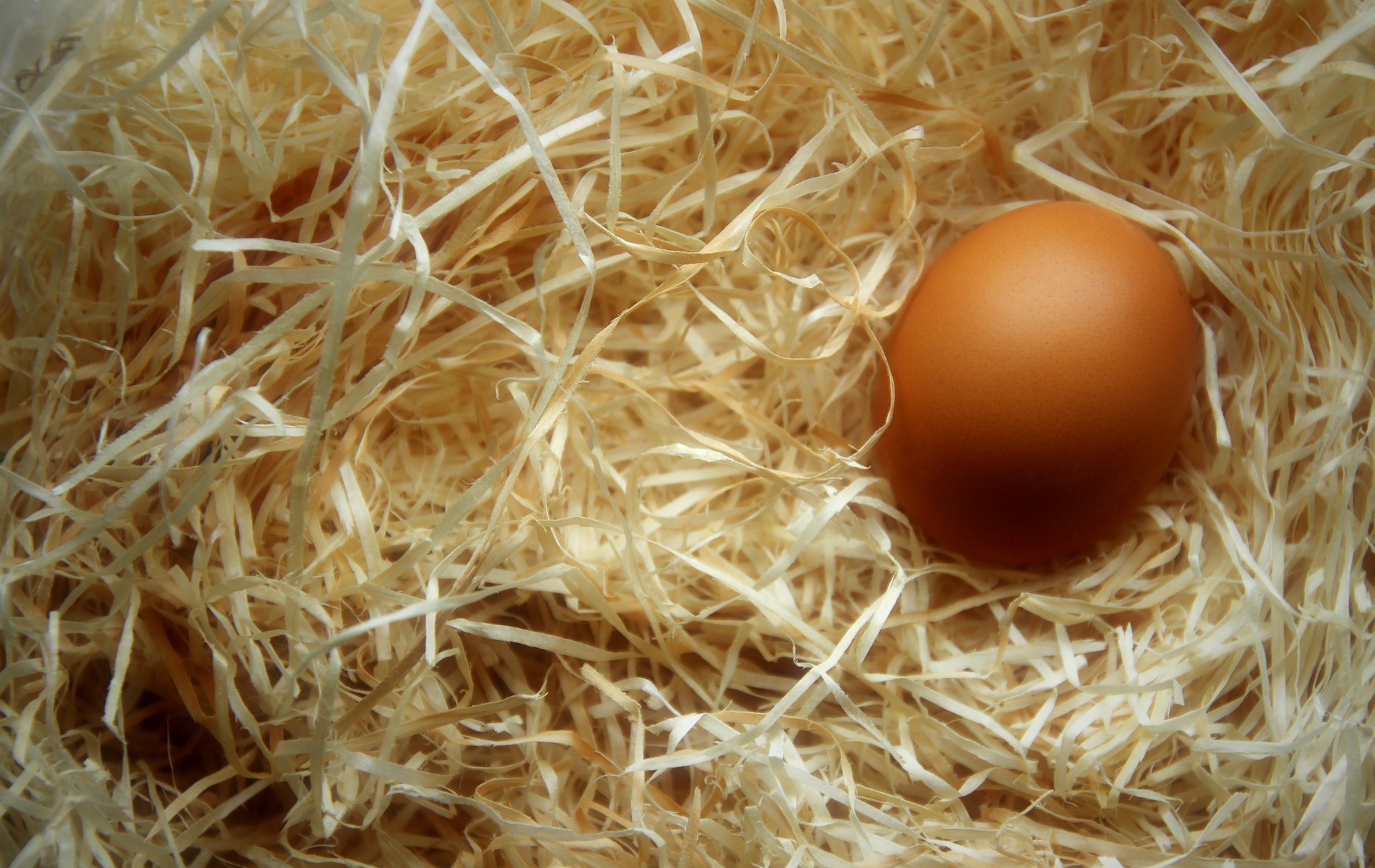 Foto: eine Ei