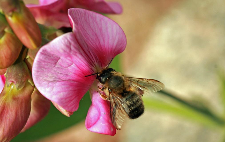 Foto: Biene auf einer pinken Blüte