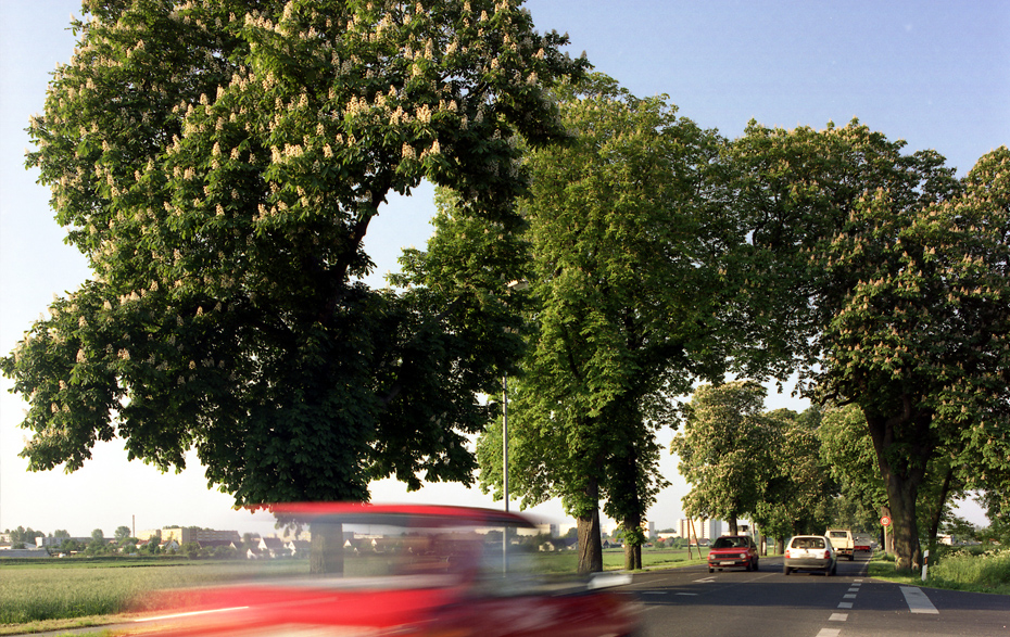 Foto: Kastanienbäume an der befahrenen Straße