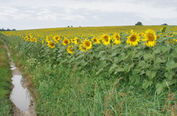 Foto: Sonnenblumenfeld in der Region