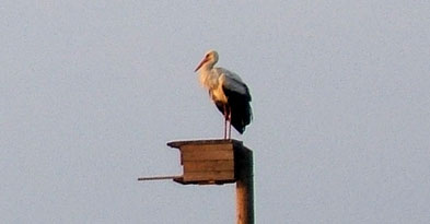 Foto: Ein Storch auf einem Falkenkasten