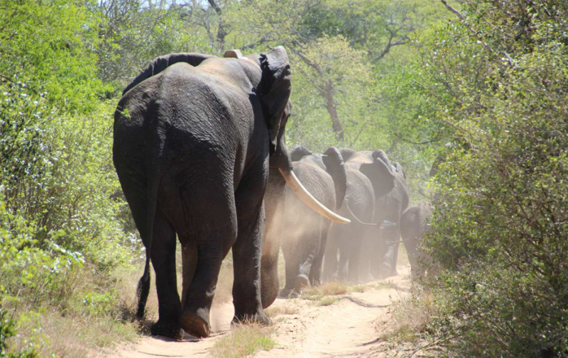 Foto: Elefanten von hinten