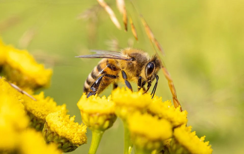 Foto: eine Biene auf einer Blüte