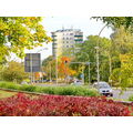 Foto vom 13. Oktober 2012: herbstliches Stadtgrün an der Lindenallee, Blick auf ein Stadtpark-Hochhaus