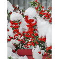 Foto vom 12. Dezember 2012: schneebedeckte rote Beeren