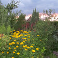 Foto vom 17. Juli 2012: blühende Sommerblumen im Garten