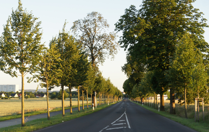 Foto: Allee