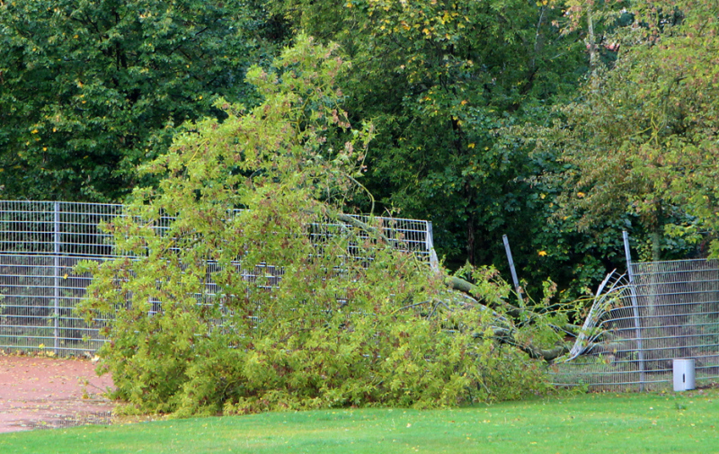 Foto: umgestürzter Baum auf einem zerstörten Zaun