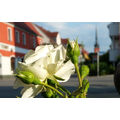 Foto vom 20. Juni 2019: weiße Rose in voller Blüte in der Vierradener Straße