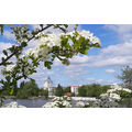 Foto vom 17. Mai 2020: Weißdorn-Blüten, im Hintergrund das Hochhaus am Kanal