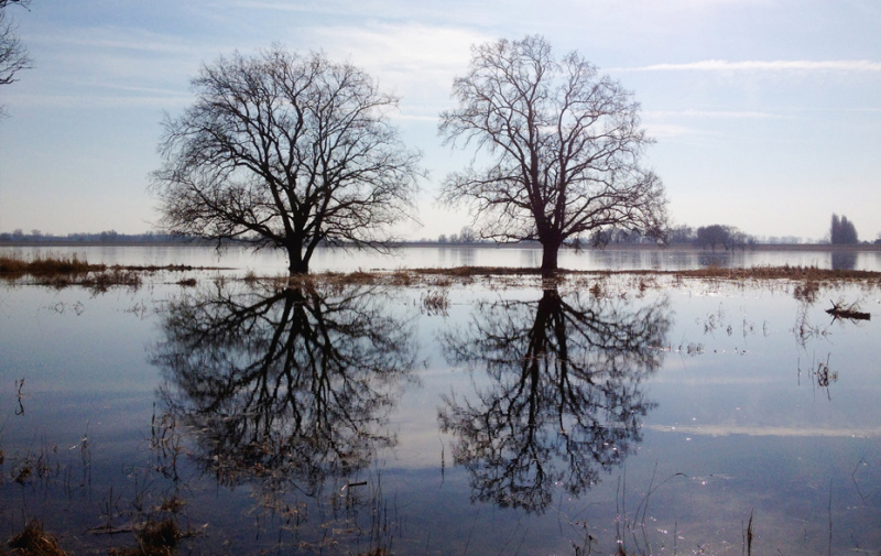 Foto: kahle Bäume spiegeln sich im Wasser