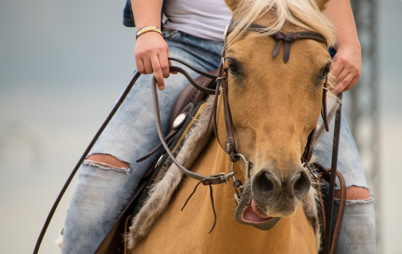 Foto: Pferd mit Reiterin