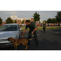 Foto: Spurhund mit Polizist beschnuppert ein Auto auf Drogen