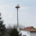 Foto: Gatower Storch auf dem Nest