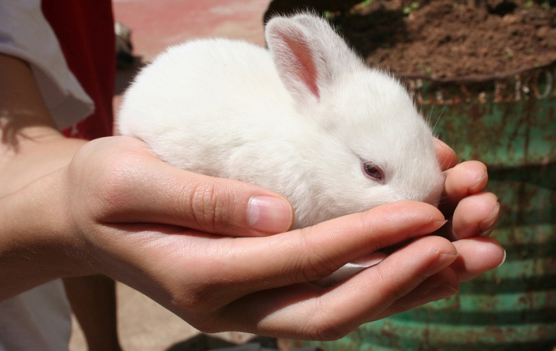 Foto: weißes Kaninchen in den Händen