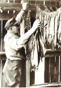 Foto: Tabakbauer beim Trocknen der Tabakblätter