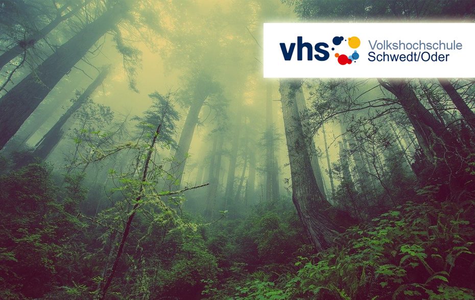 Foto: Wald mit Nebel und VHS-Logo